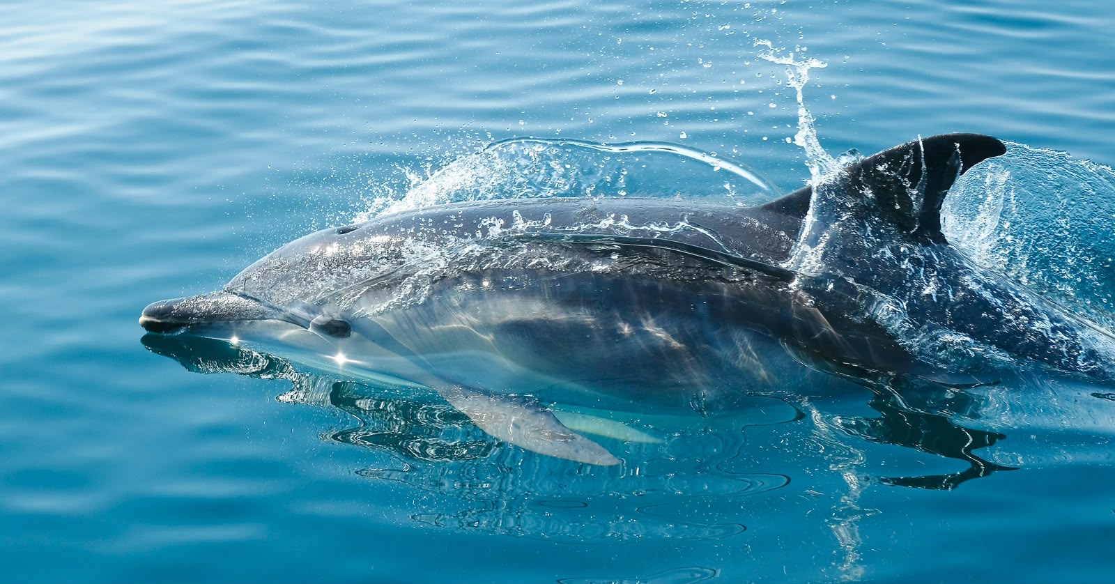 Watching Dolphin Only