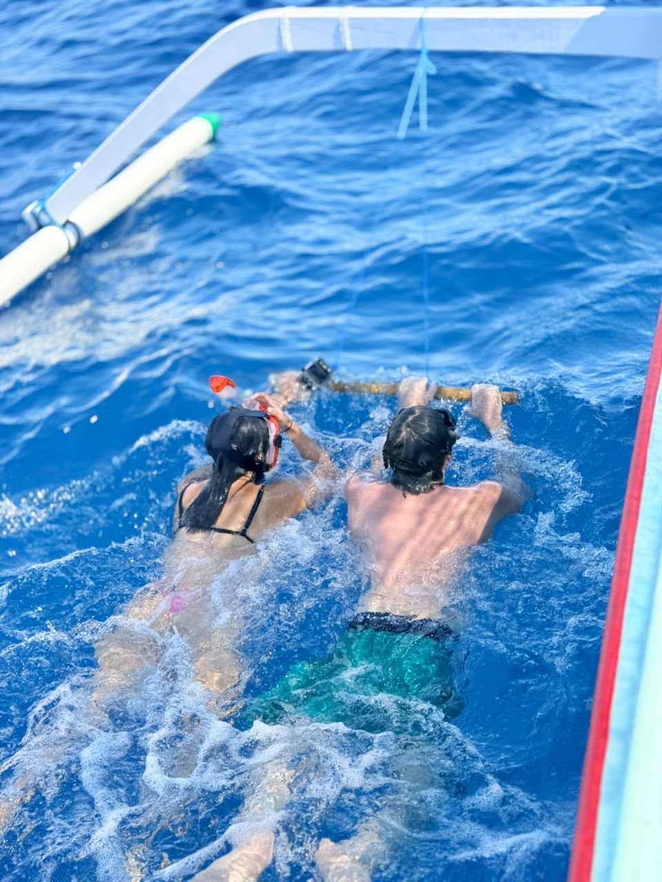 Ordinary Dolphin Tour