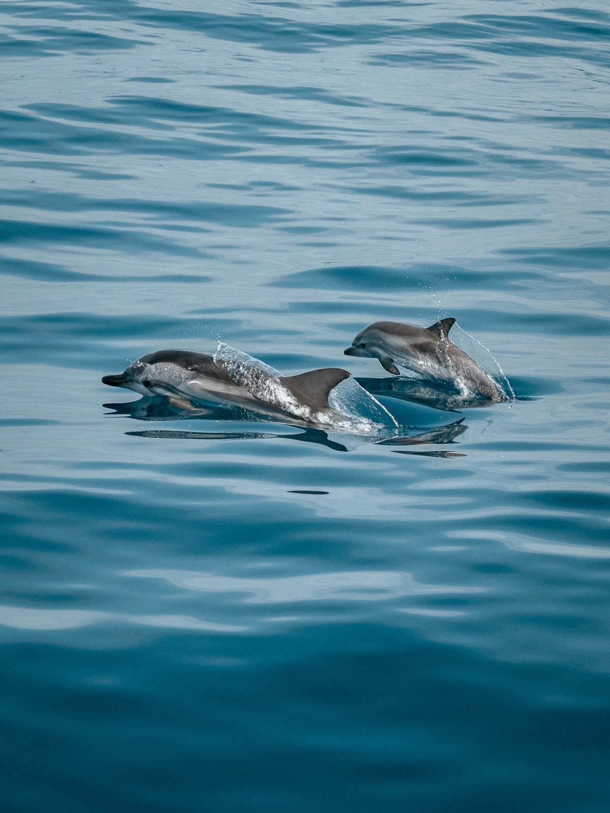 Exclusive Dolphin Tour